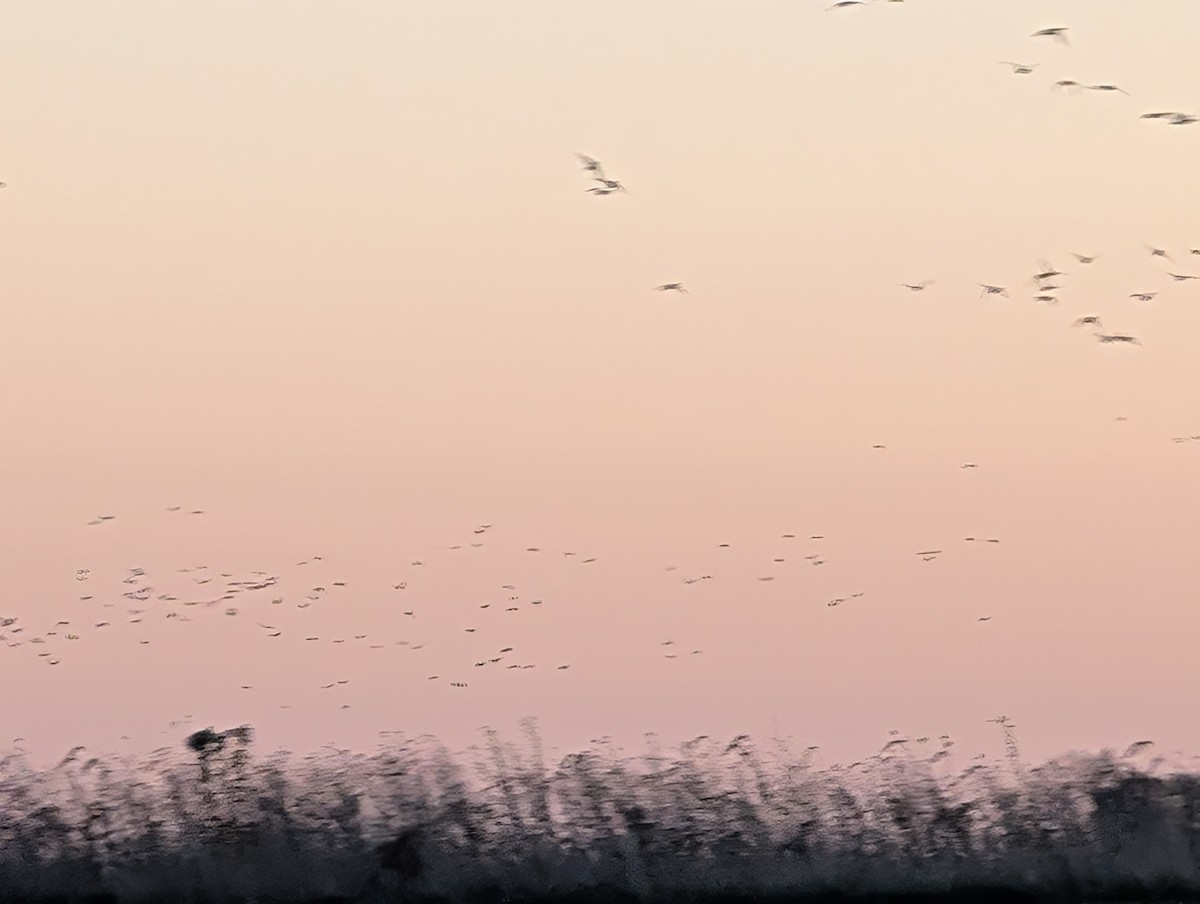 Mallard - ML645445253