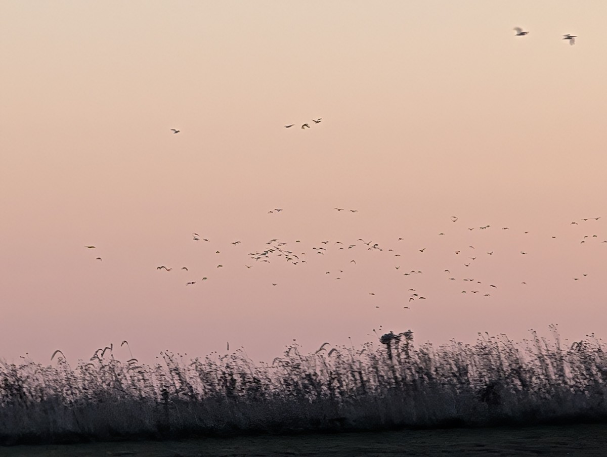 Mallard - ML645445254