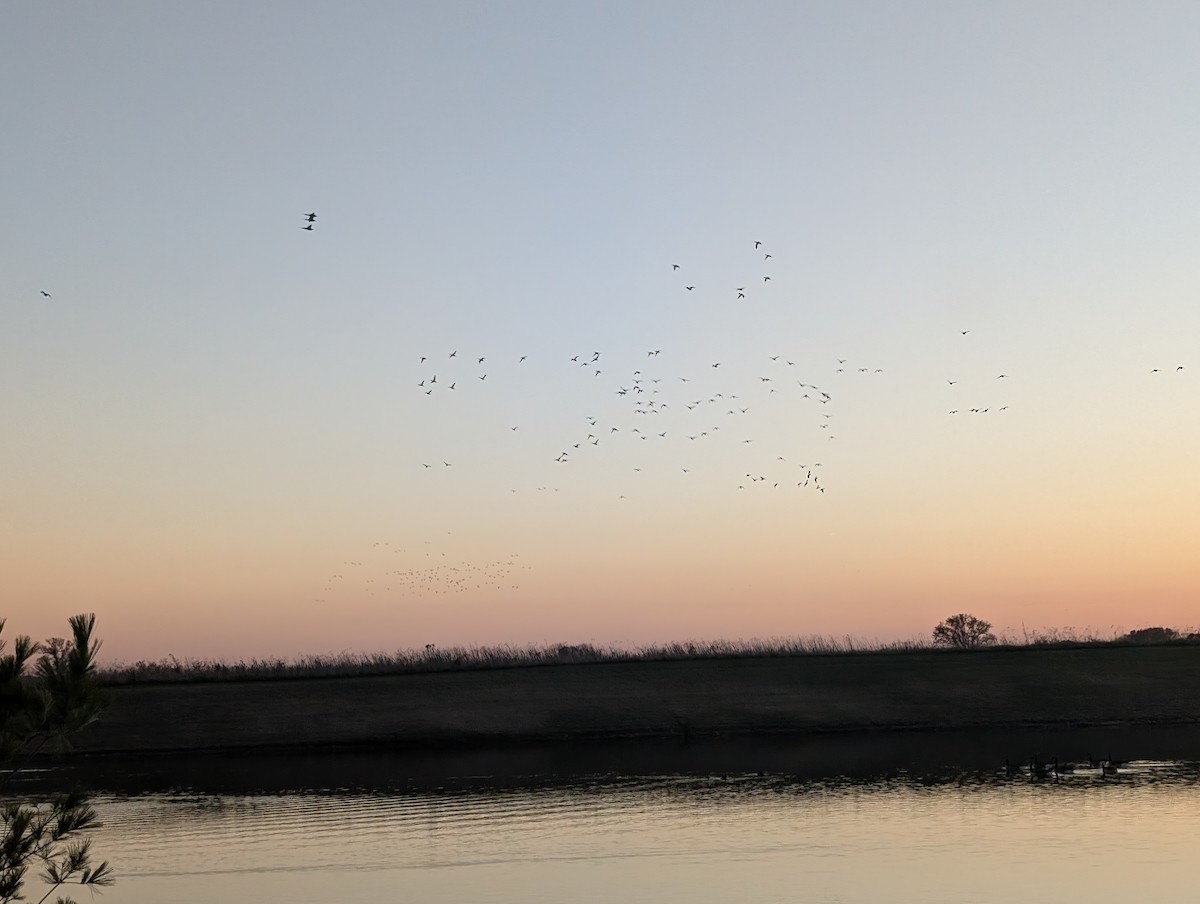 Mallard - ML645445255