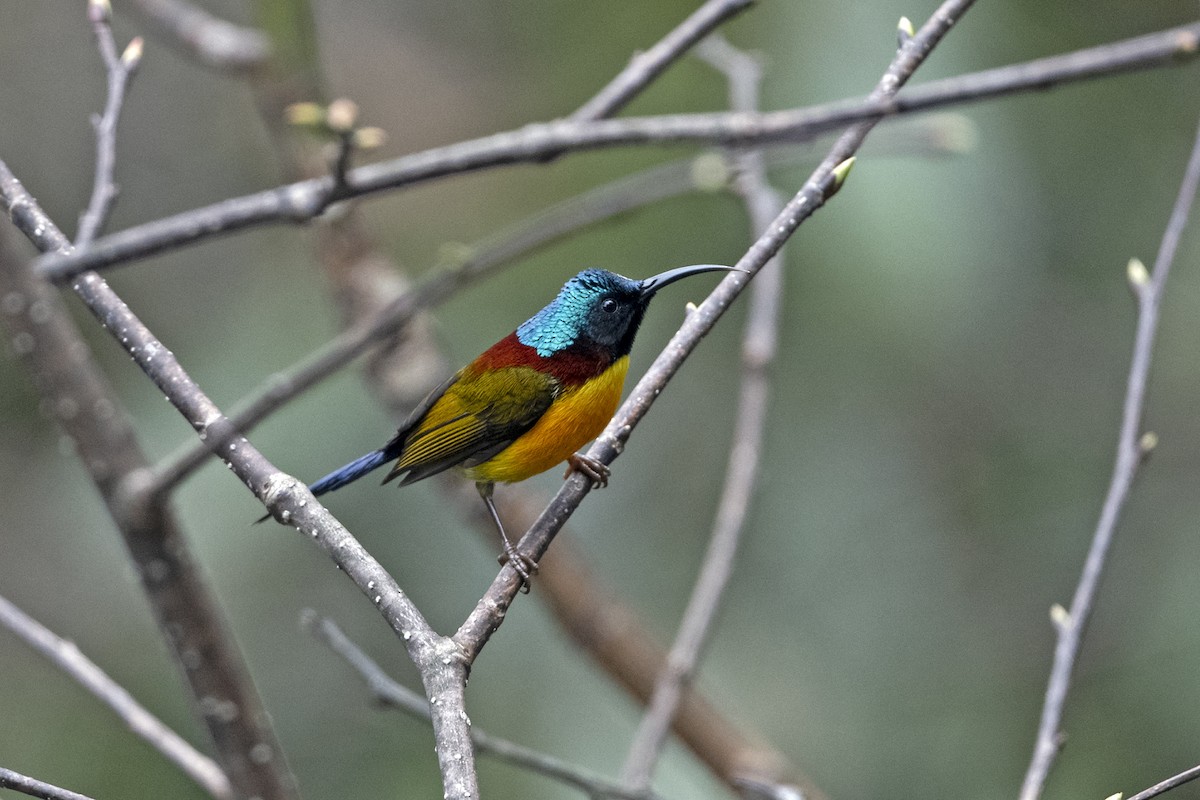 Green-tailed Sunbird (Green-tailed) - ML645445256