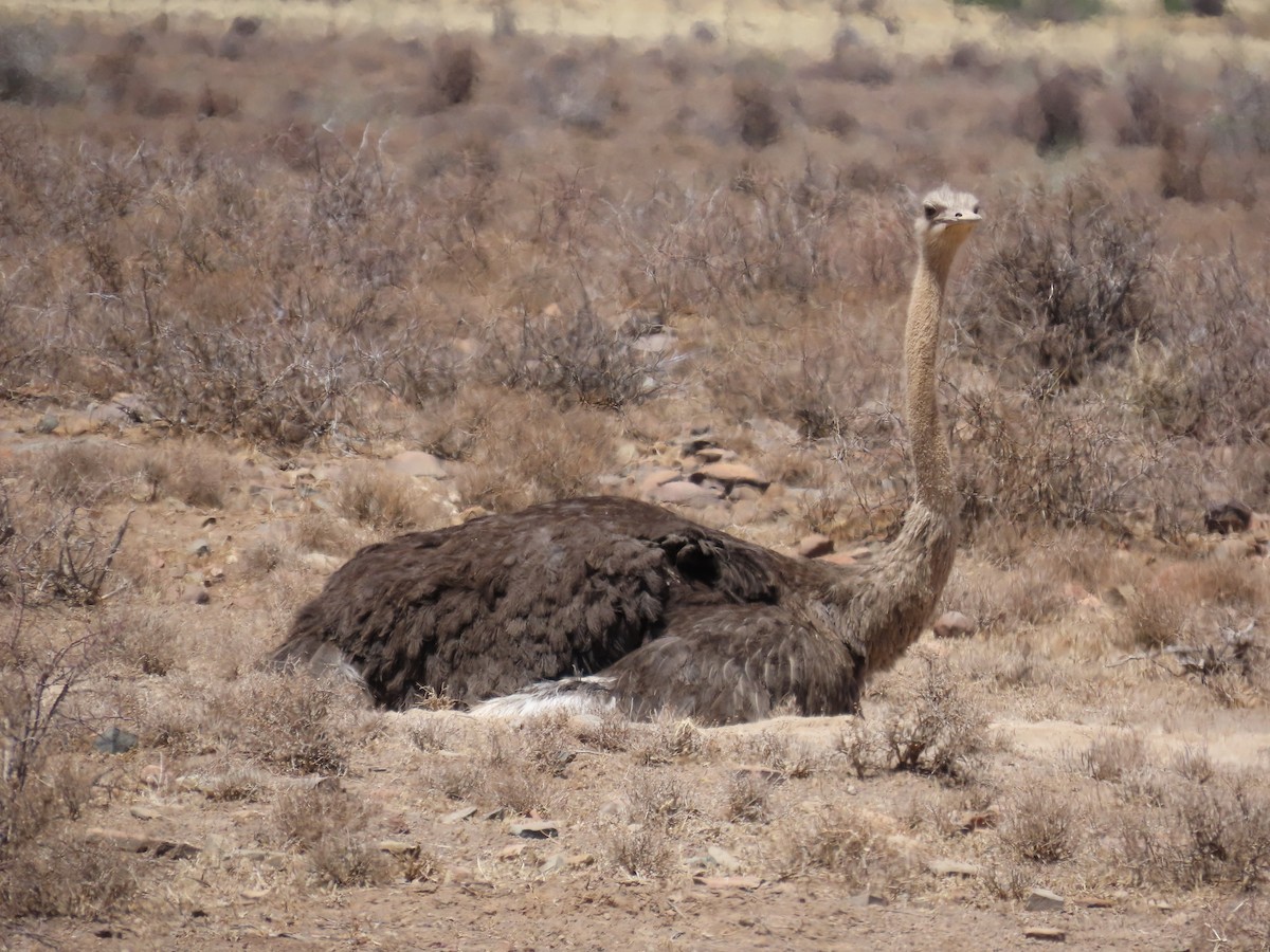 Common Ostrich - ML645445257
