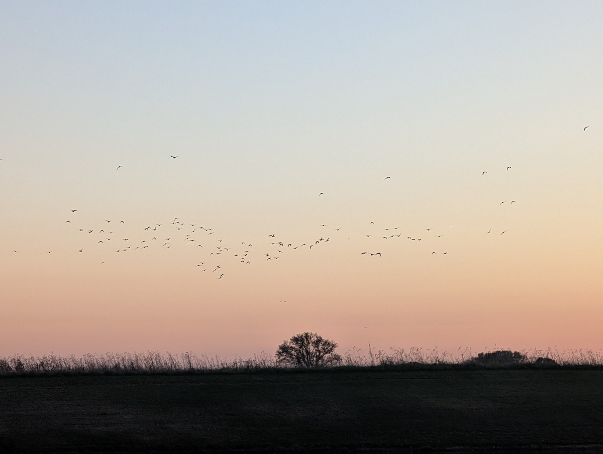 Mallard - ML645445258