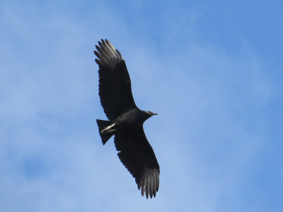 Black Vulture - ML645445259