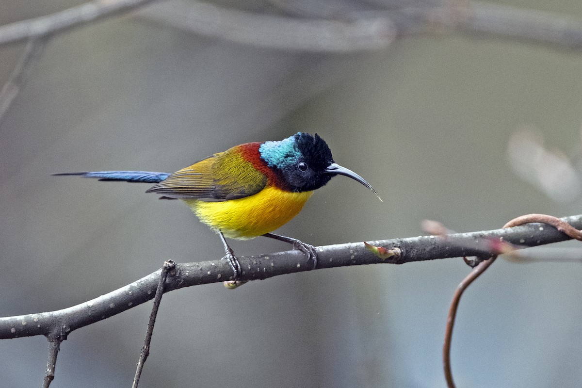 Green-tailed Sunbird (Green-tailed) - ML645445263