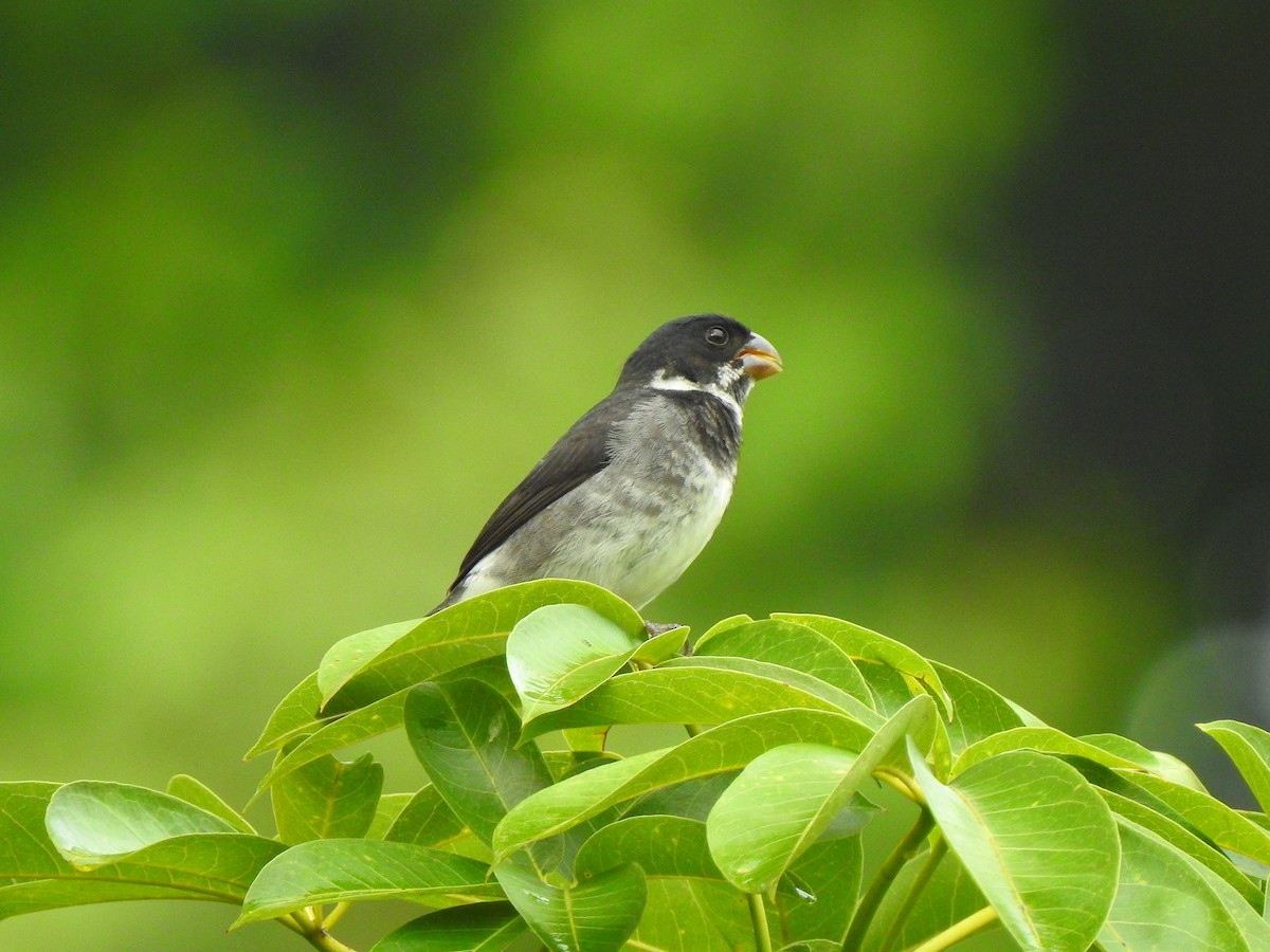 Variable Seedeater - ML645445264