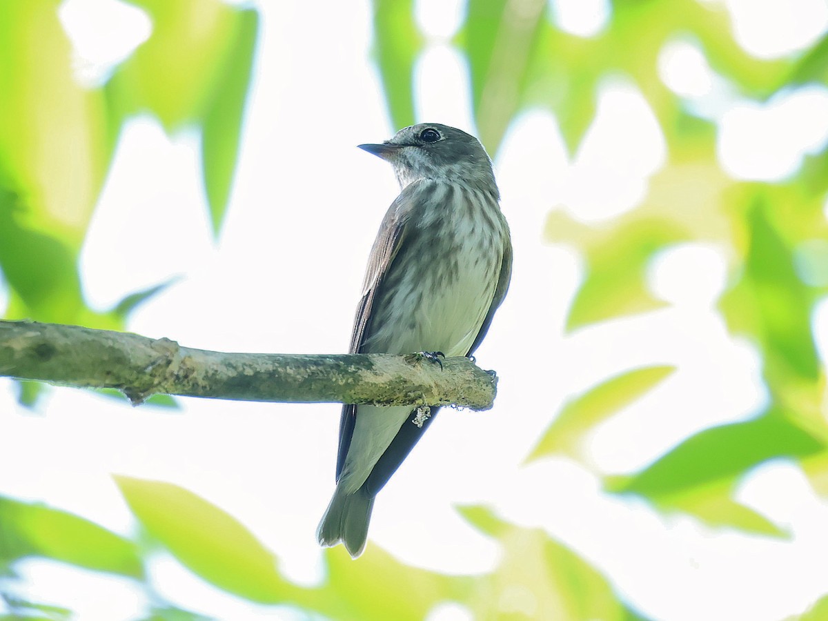 Gray-streaked Flycatcher - ML645445266