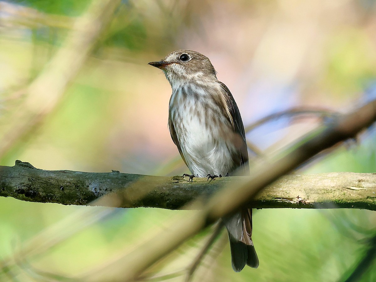 Gray-streaked Flycatcher - ML645445267