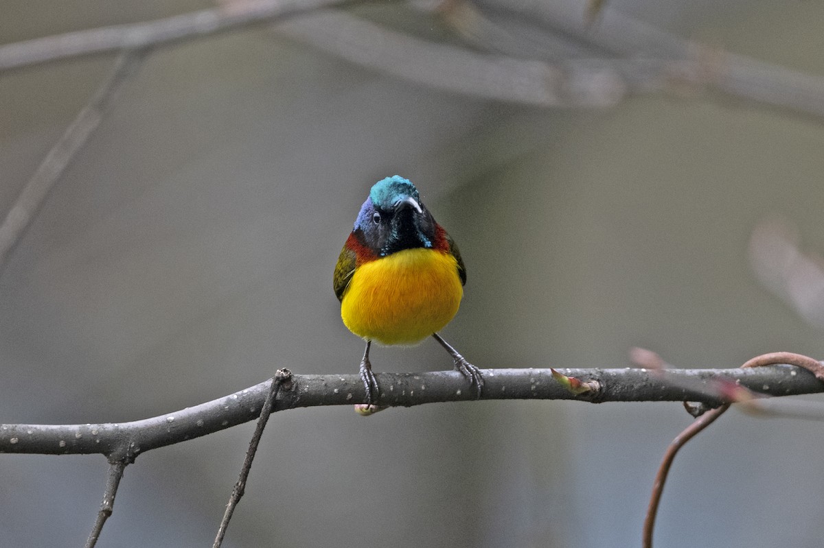 Green-tailed Sunbird (Green-tailed) - ML645445268