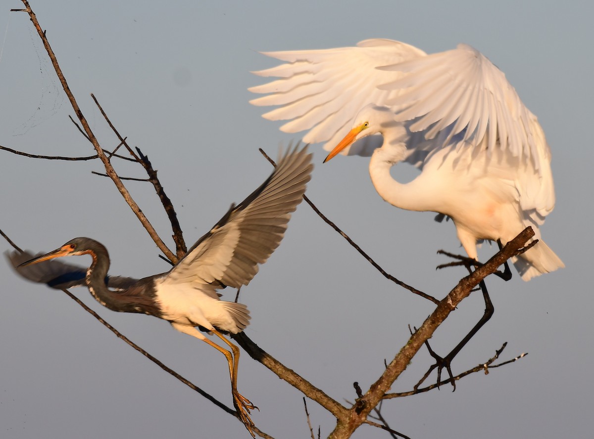 Tricolored Heron - ML645445269
