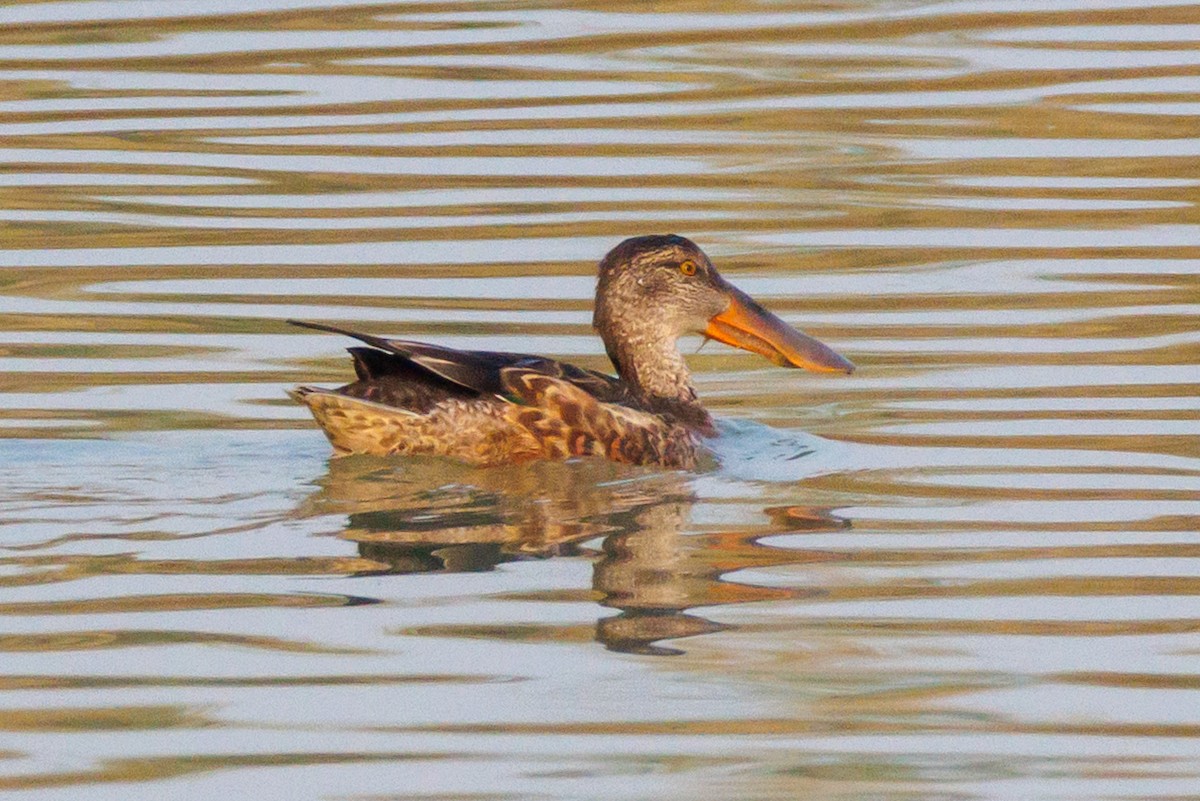 Northern Shoveler - ML645445278