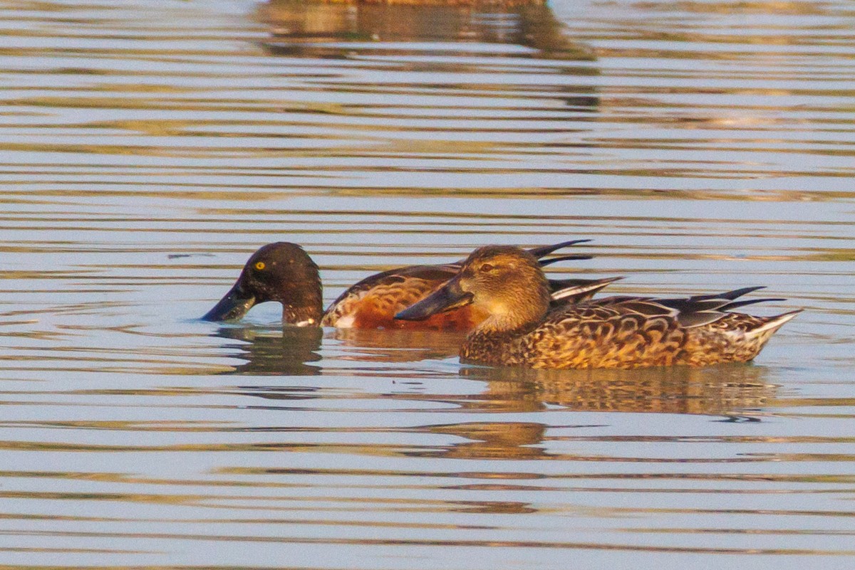 Northern Shoveler - ML645445279