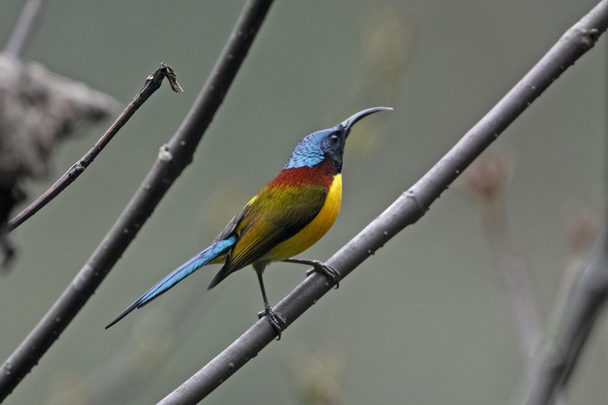 Green-tailed Sunbird (Green-tailed) - ML645445280