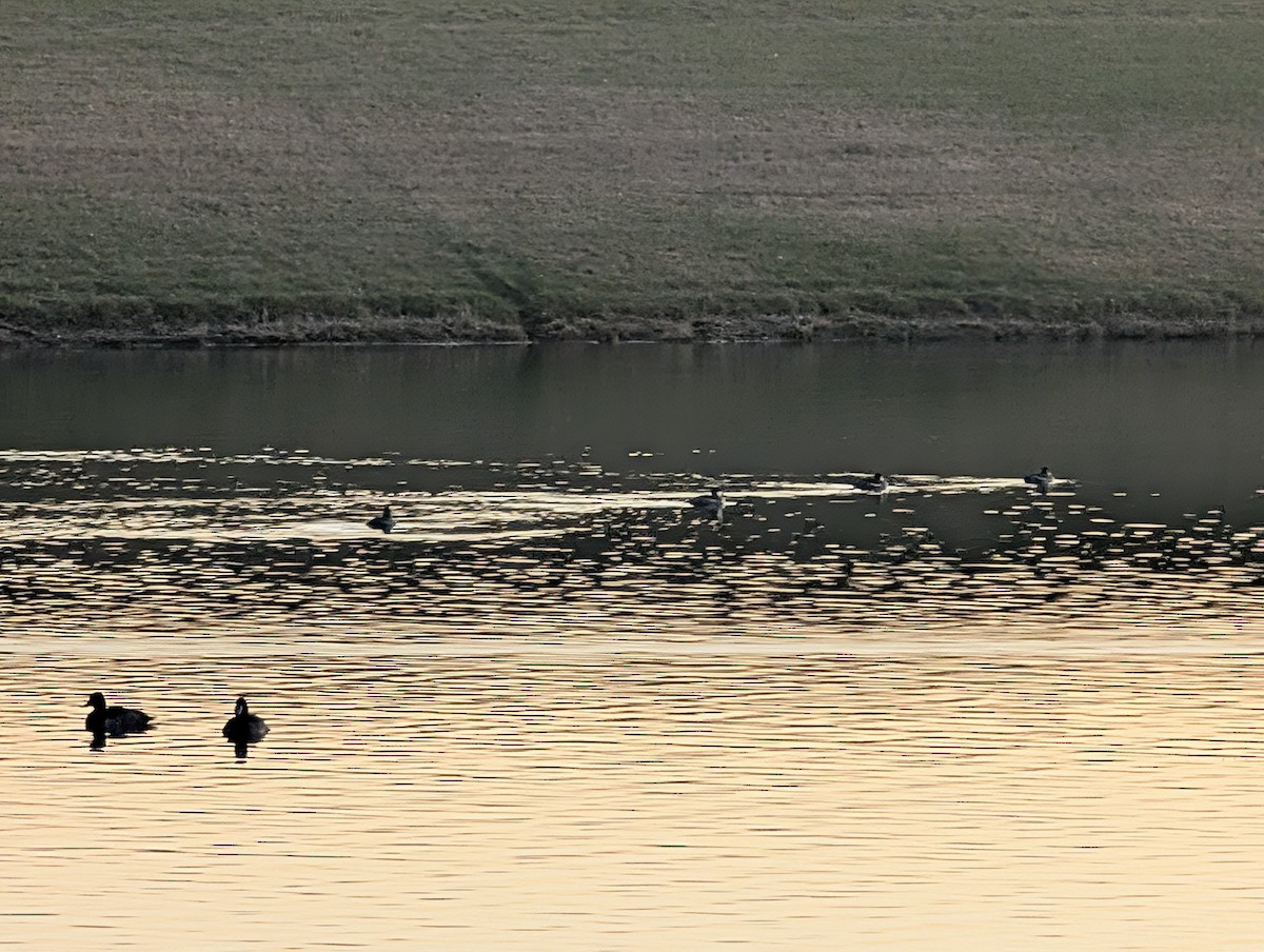 Ruddy Duck - ML645445282