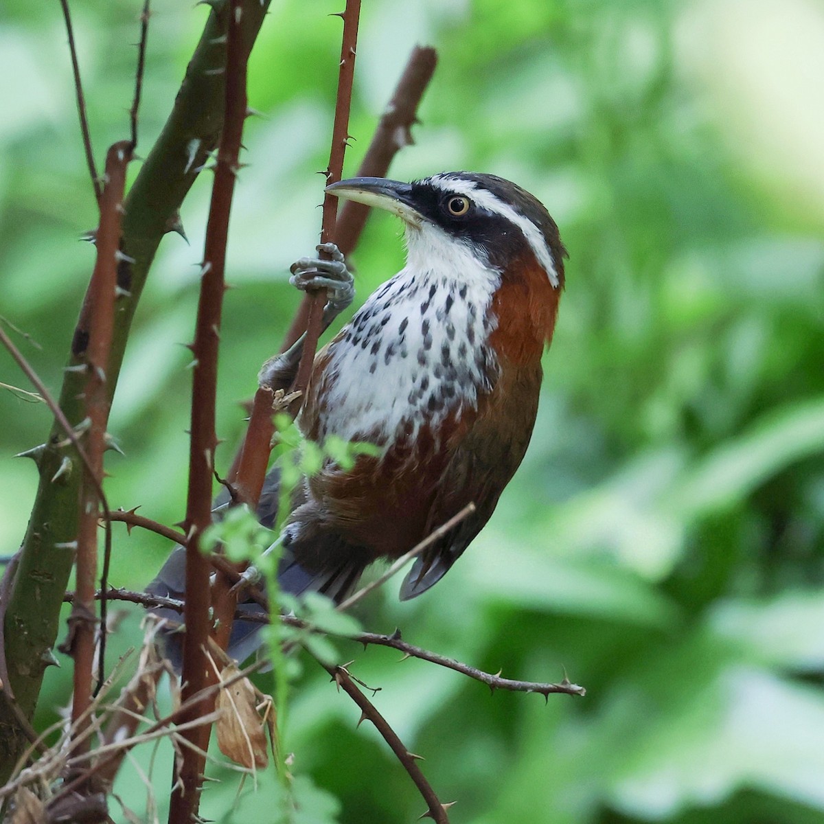 Taiwan Scimitar-Babbler - ML645445283