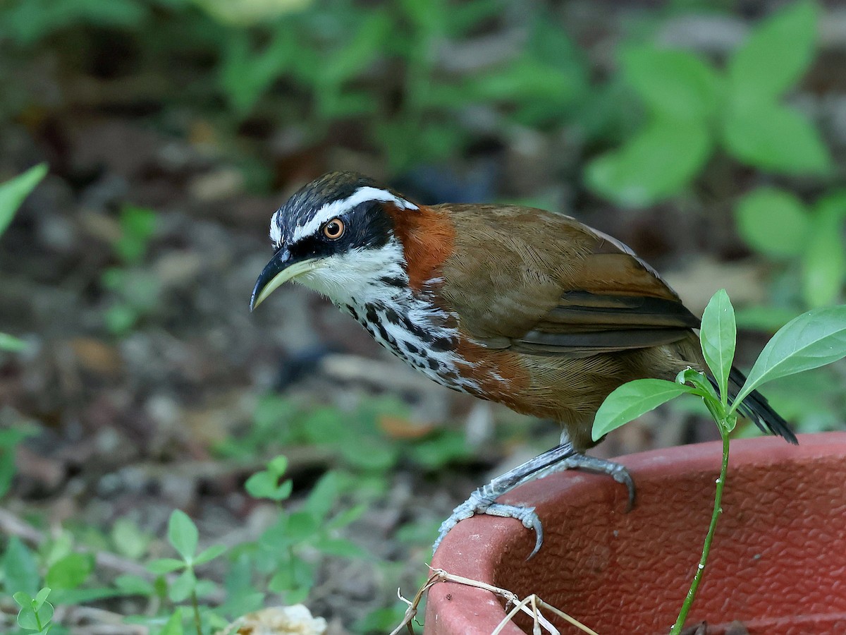 Taiwan Scimitar-Babbler - ML645445284