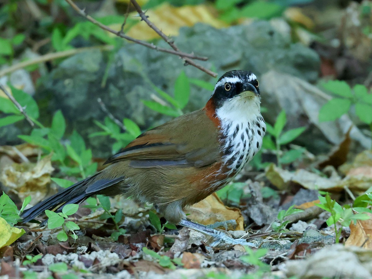 Taiwan Scimitar-Babbler - ML645445285