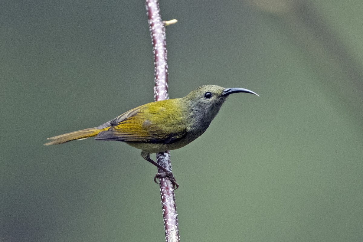 Green-tailed Sunbird (Green-tailed) - ML645445287