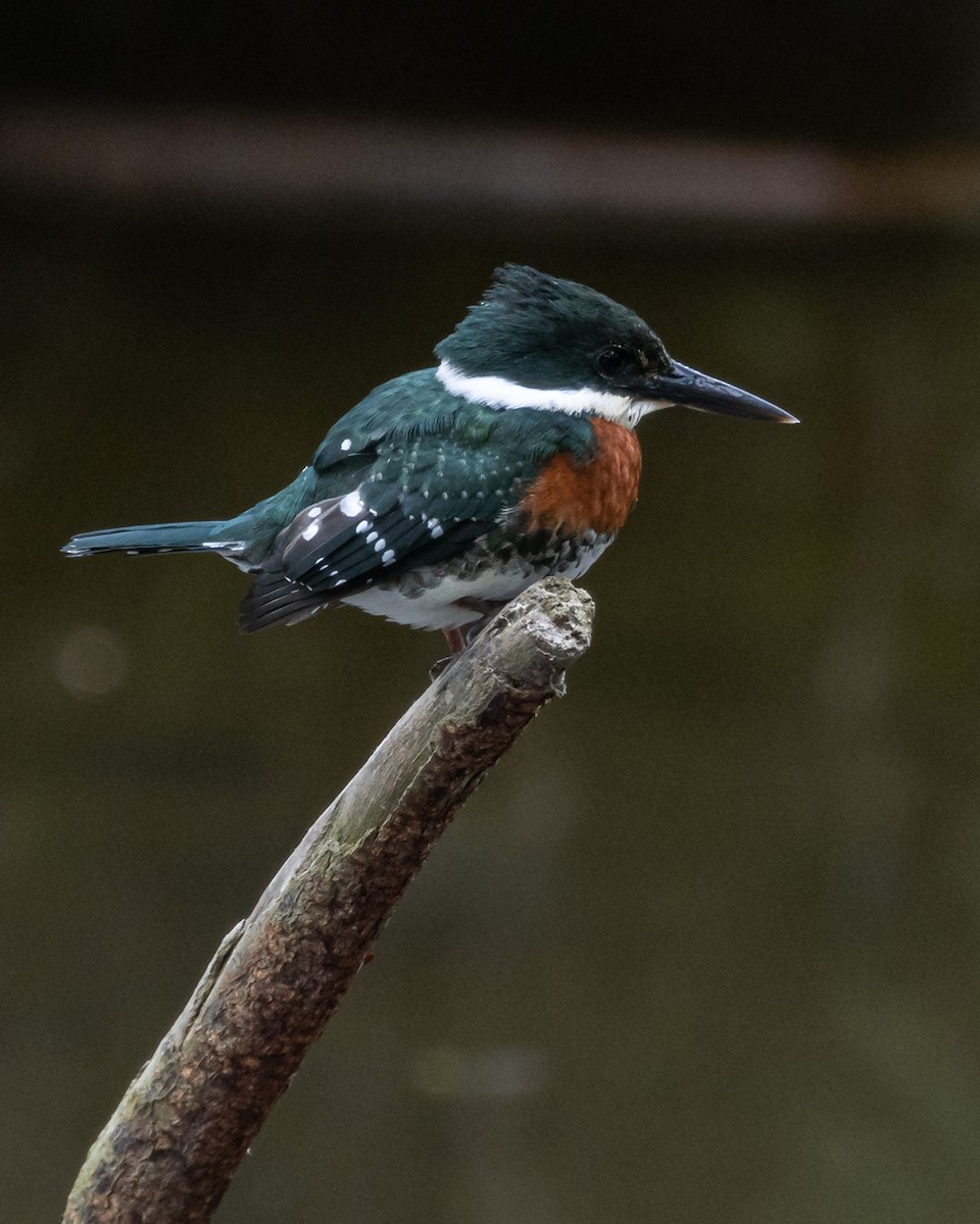 Green Kingfisher - ML645445289