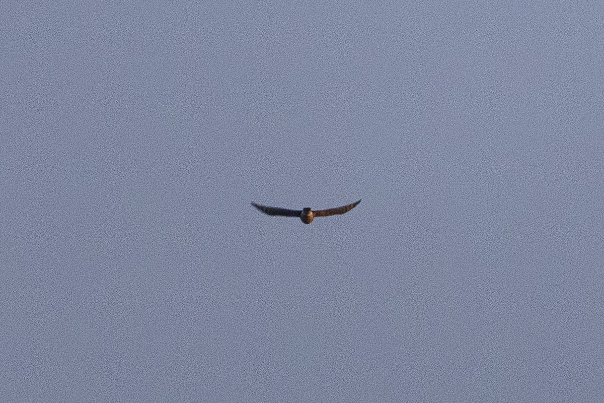 Eurasian Pygmy-Owl - ML645445298