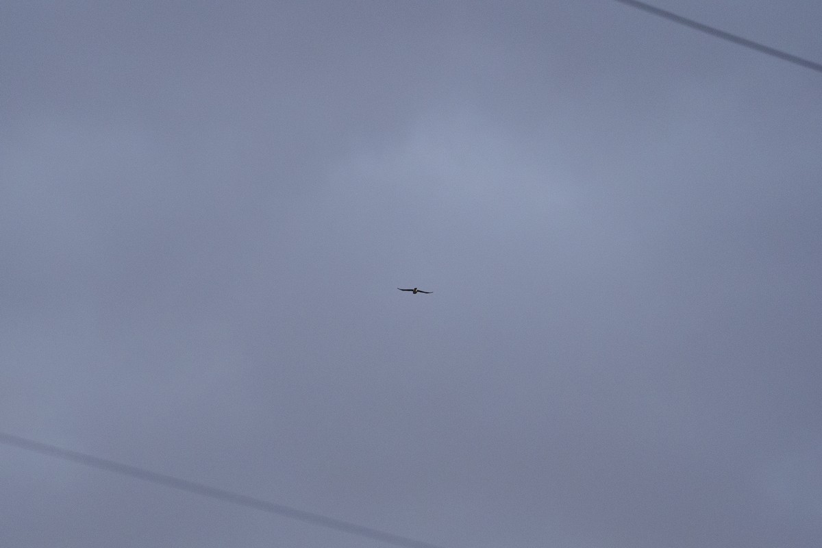 Eurasian Pygmy-Owl - ML645445299