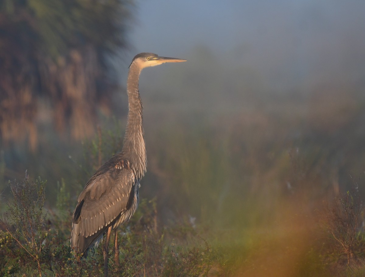 Great Blue Heron - ML645445307