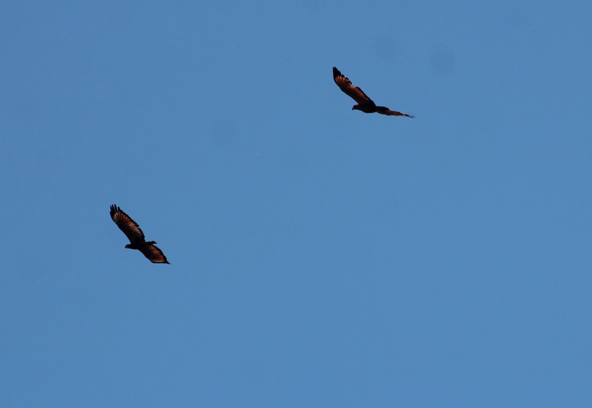 サバンナノスリ - ML645445308