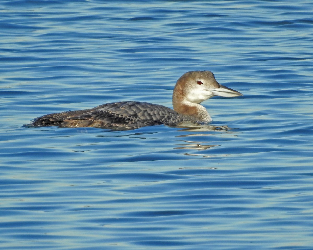 Buz Dalgıcı - ML645445311