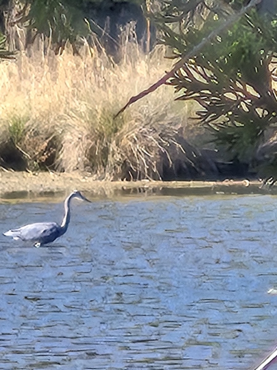 Amerika Gri Balıkçılı [herodias grubu] - ML645445321