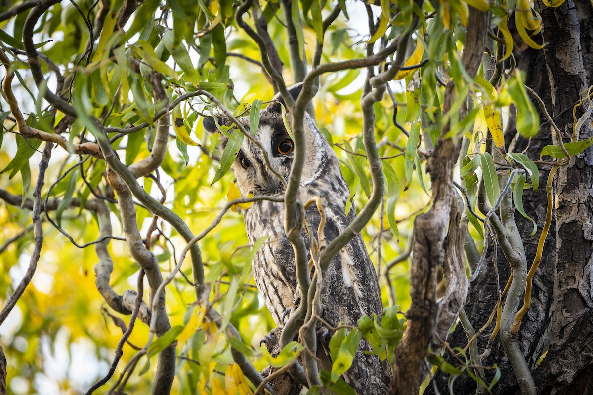 Kulaklı Orman Baykuşu (otus/canariensis) - ML645445322