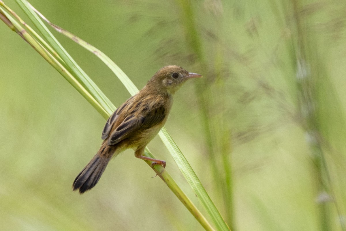 Altın Başlıklı Yelpazekuyruk - ML645445323