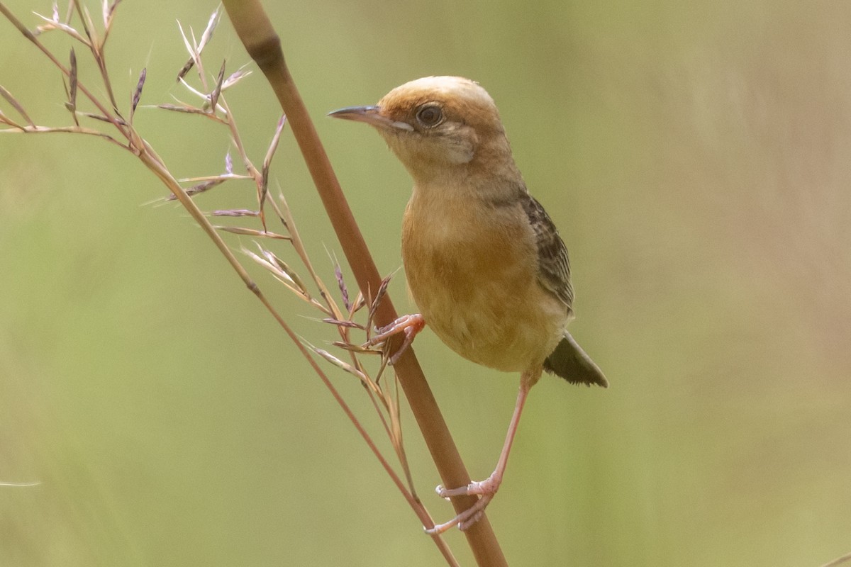 Altın Başlıklı Yelpazekuyruk - ML645445324