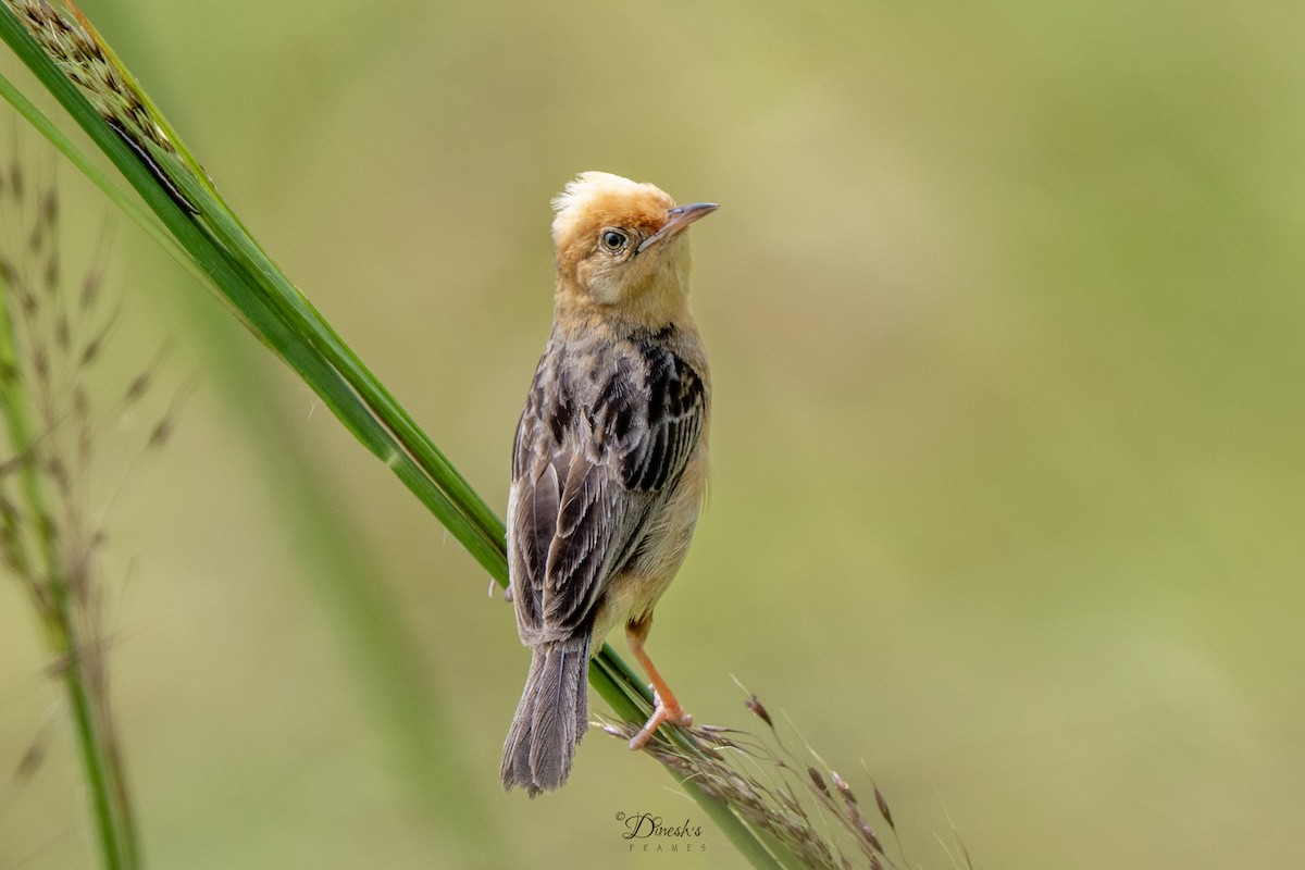 Altın Başlıklı Yelpazekuyruk - ML645445325