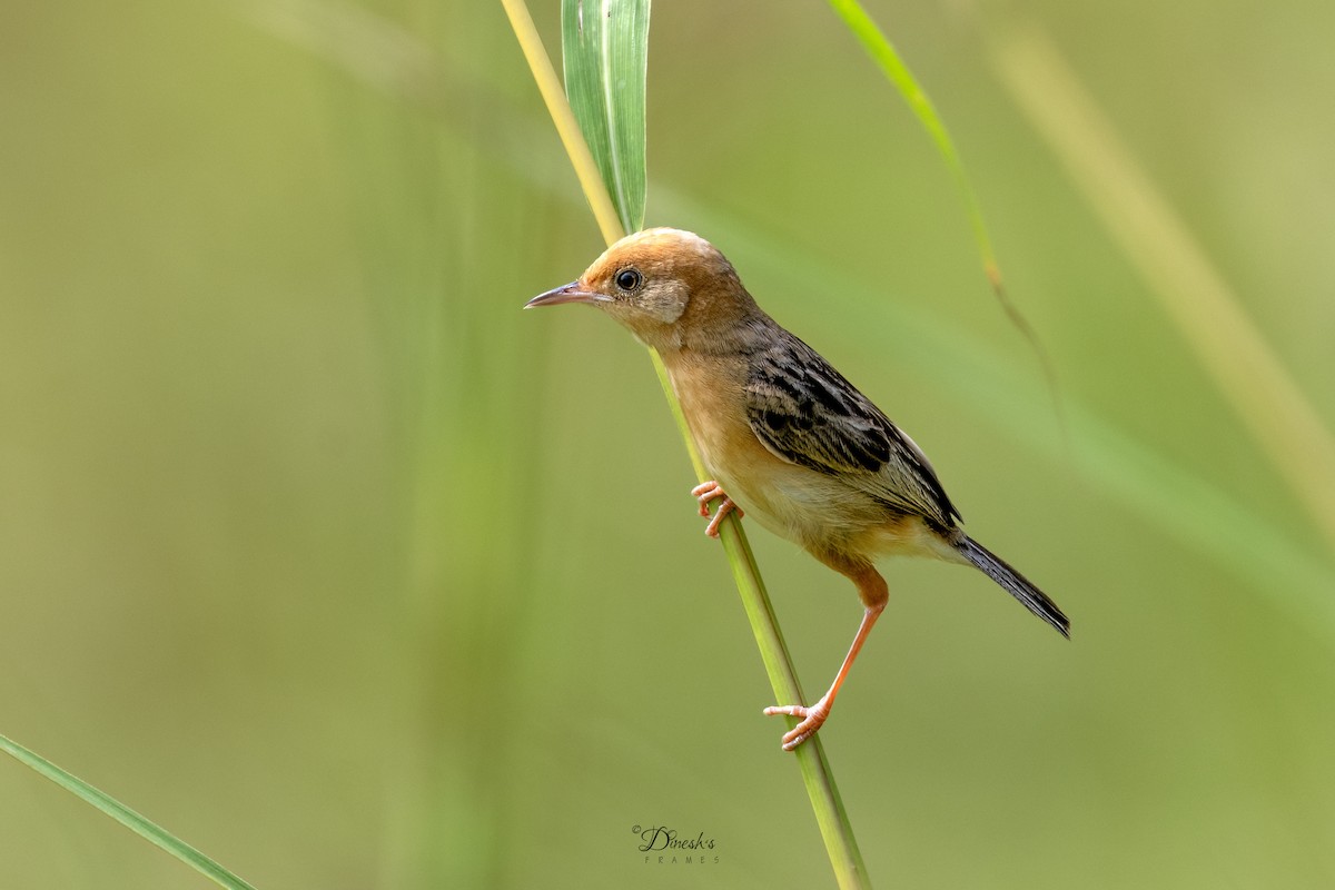 Altın Başlıklı Yelpazekuyruk - ML645445326