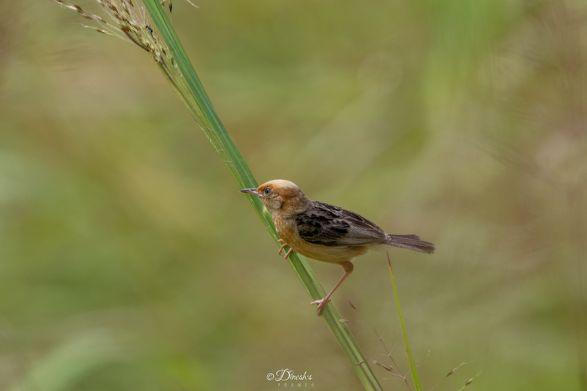 Altın Başlıklı Yelpazekuyruk - ML645445327