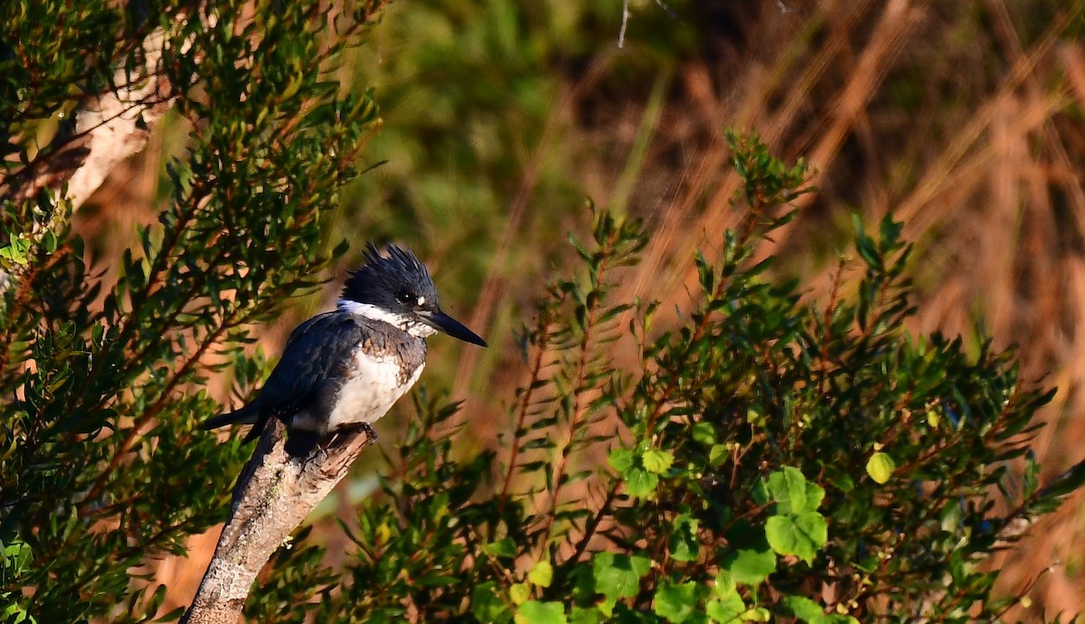 Kuşaklı Yalıçapkını - ML645445328
