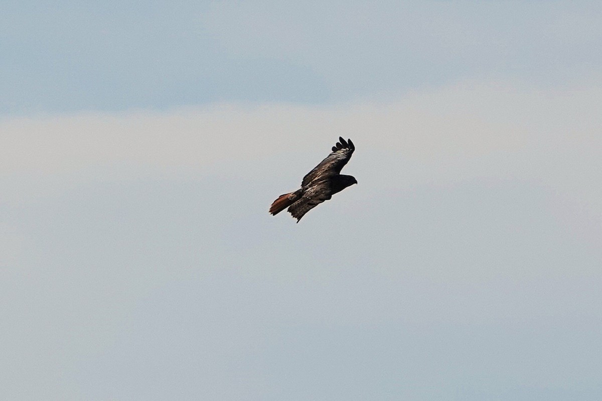 Kızıl Kuyruklu Şahin - ML645445329