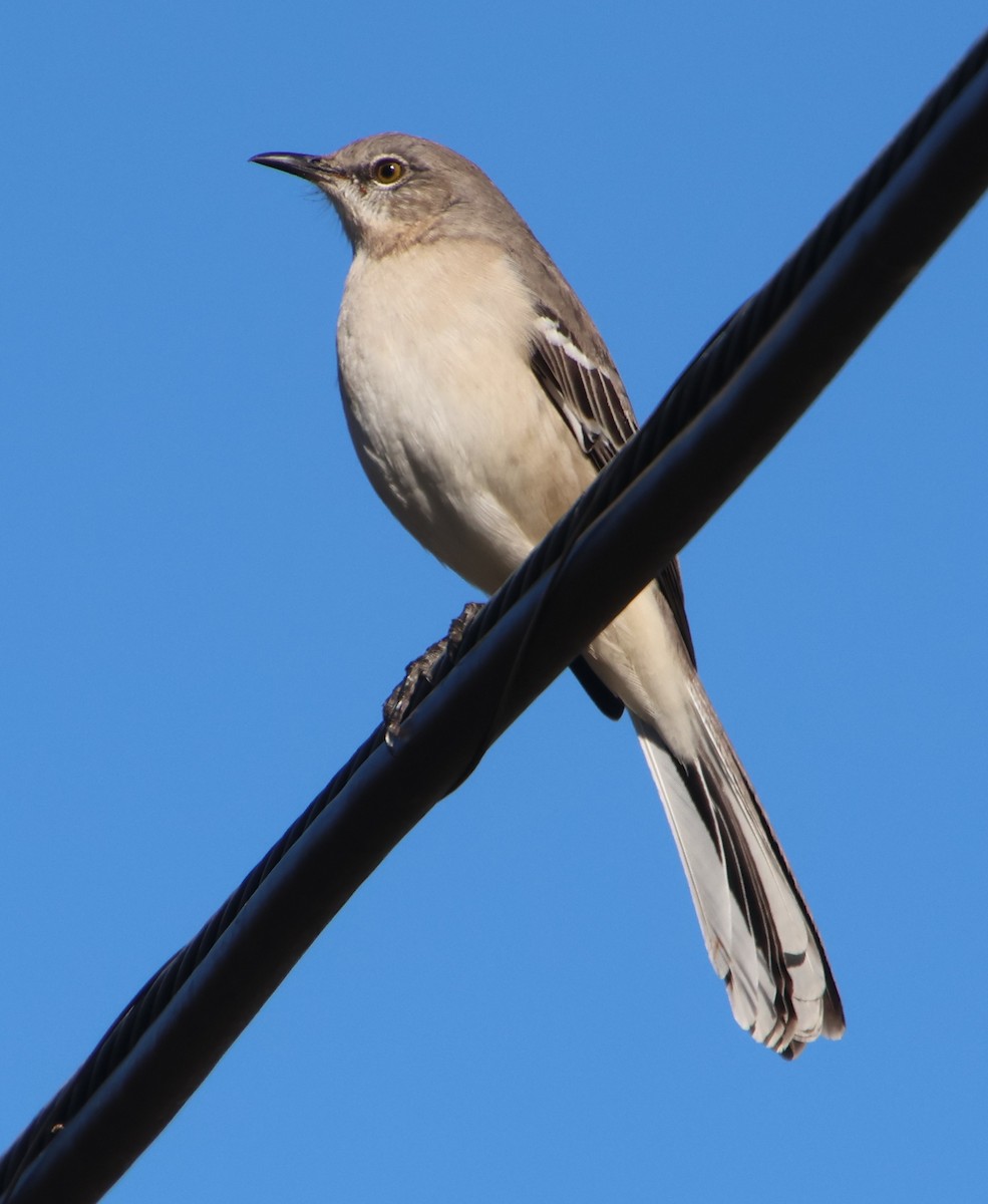 Kuzeyli Taklitçi - ML645445331