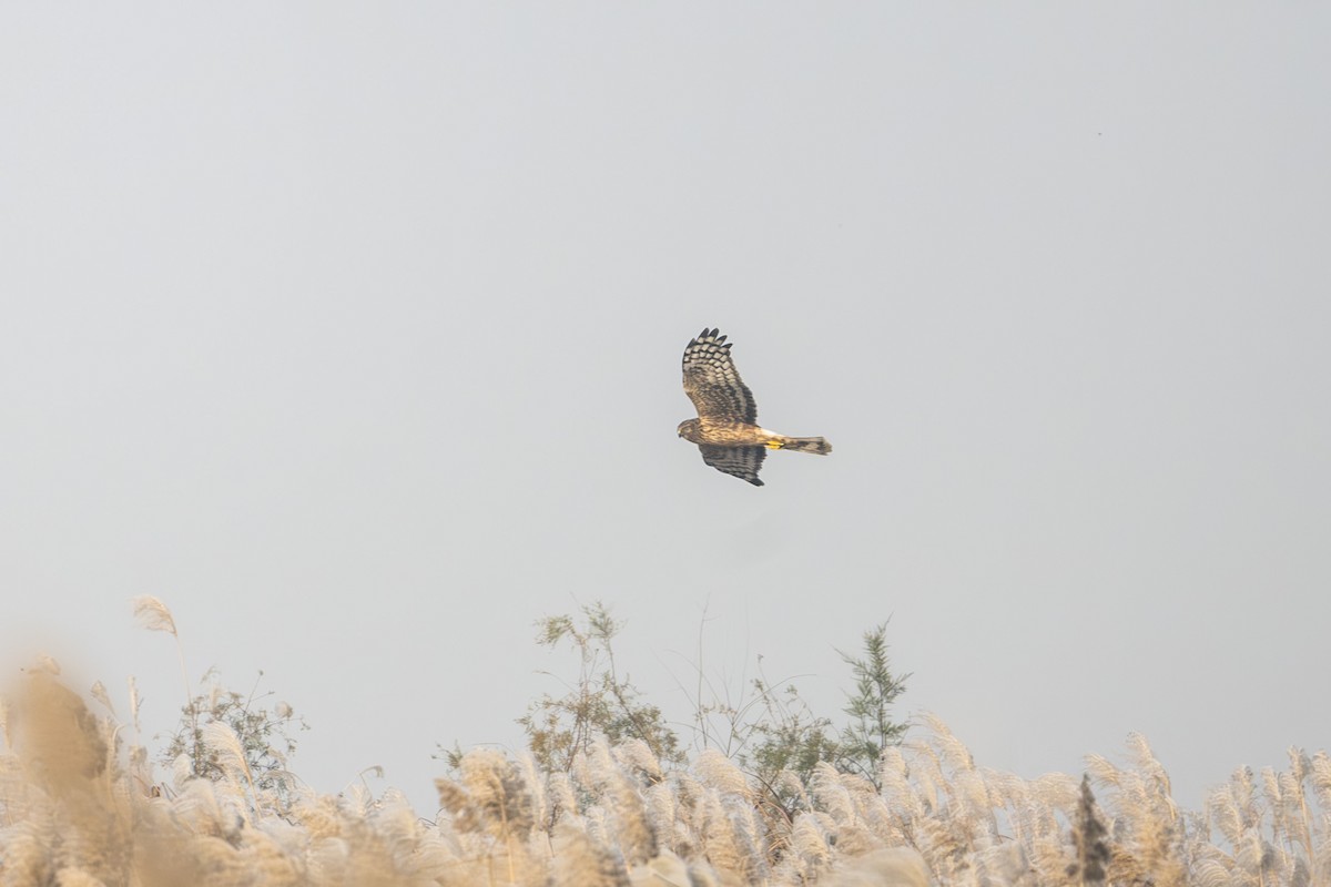 Gökçe Delice - ML645445332