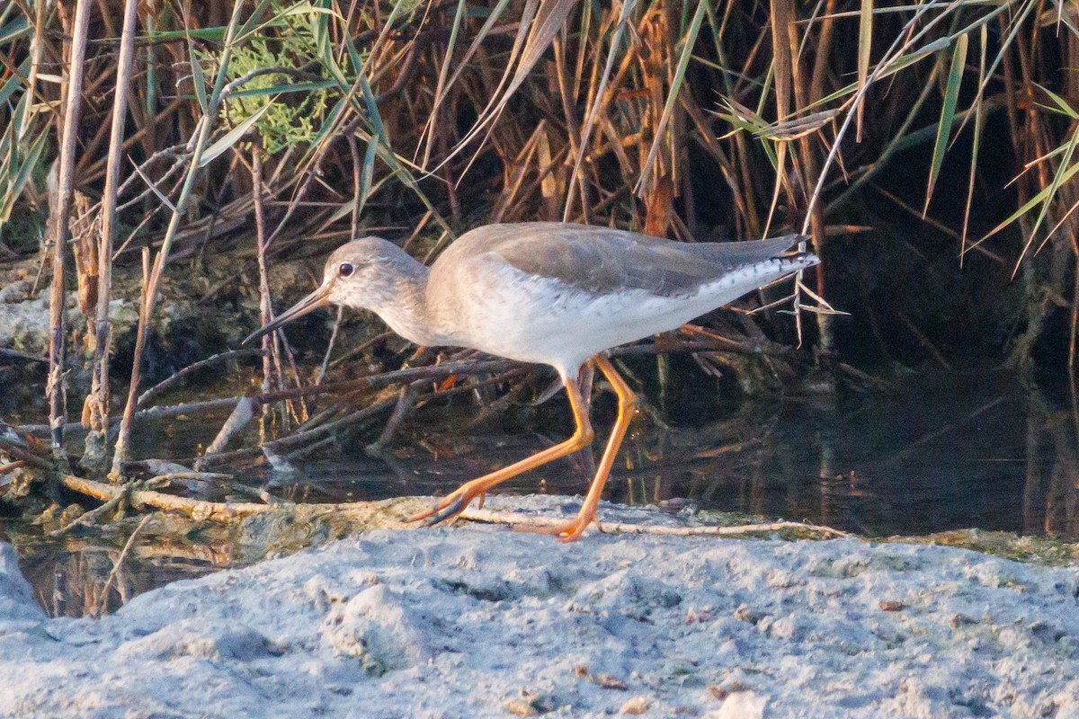 Kızılbacak - ML645445333