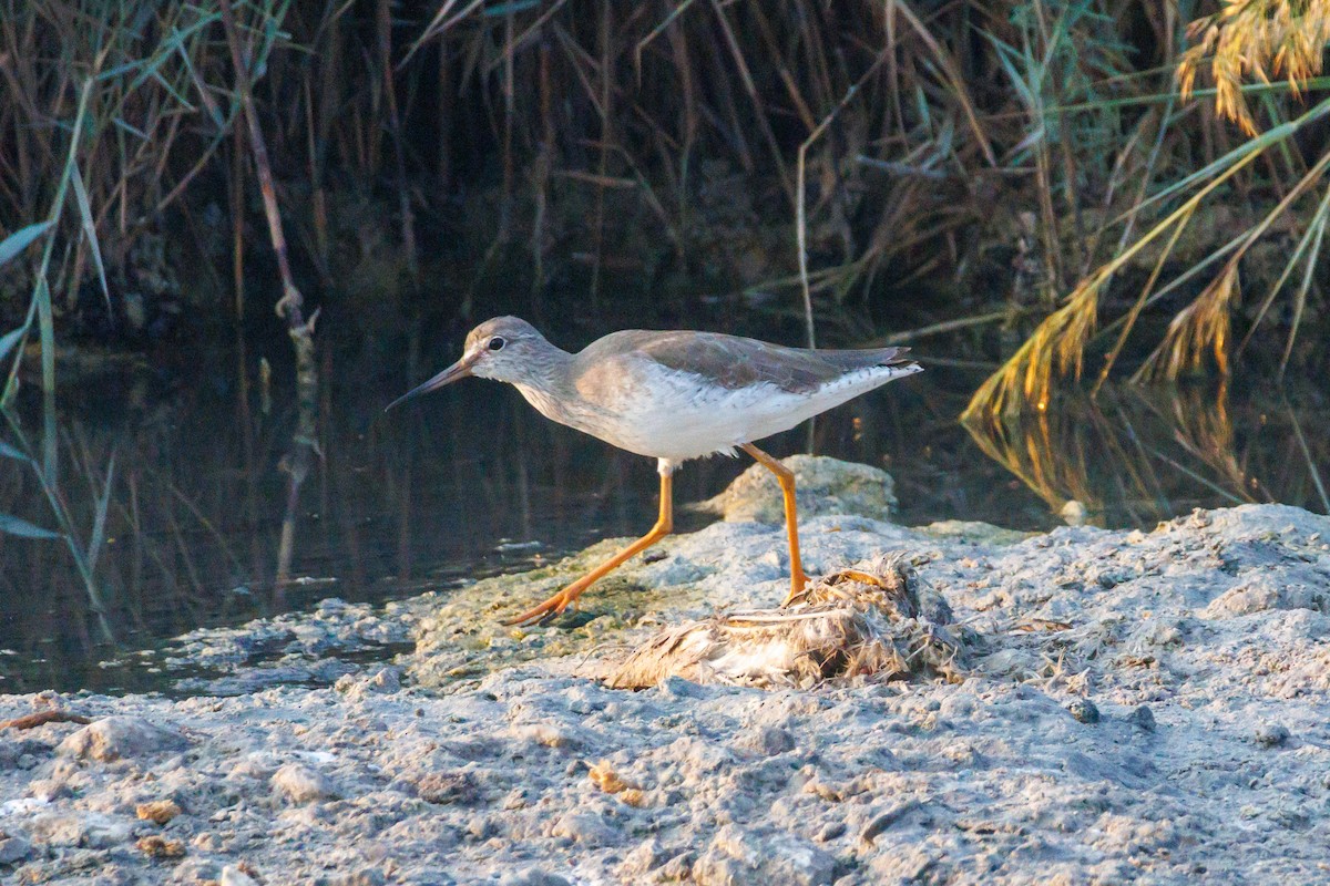 Kızılbacak - ML645445334