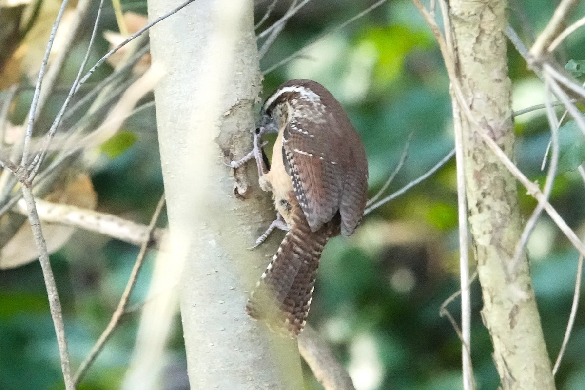 Karolina Çıtkuşu - ML645445335