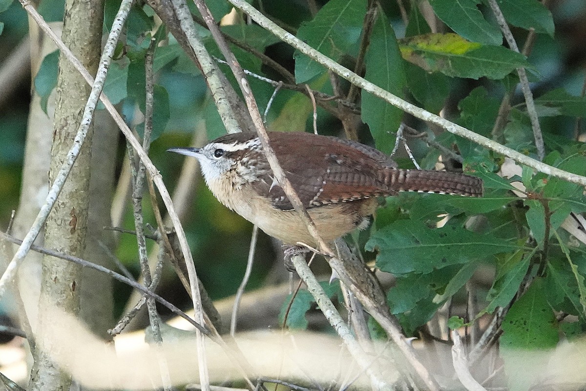 Karolina Çıtkuşu - ML645445336