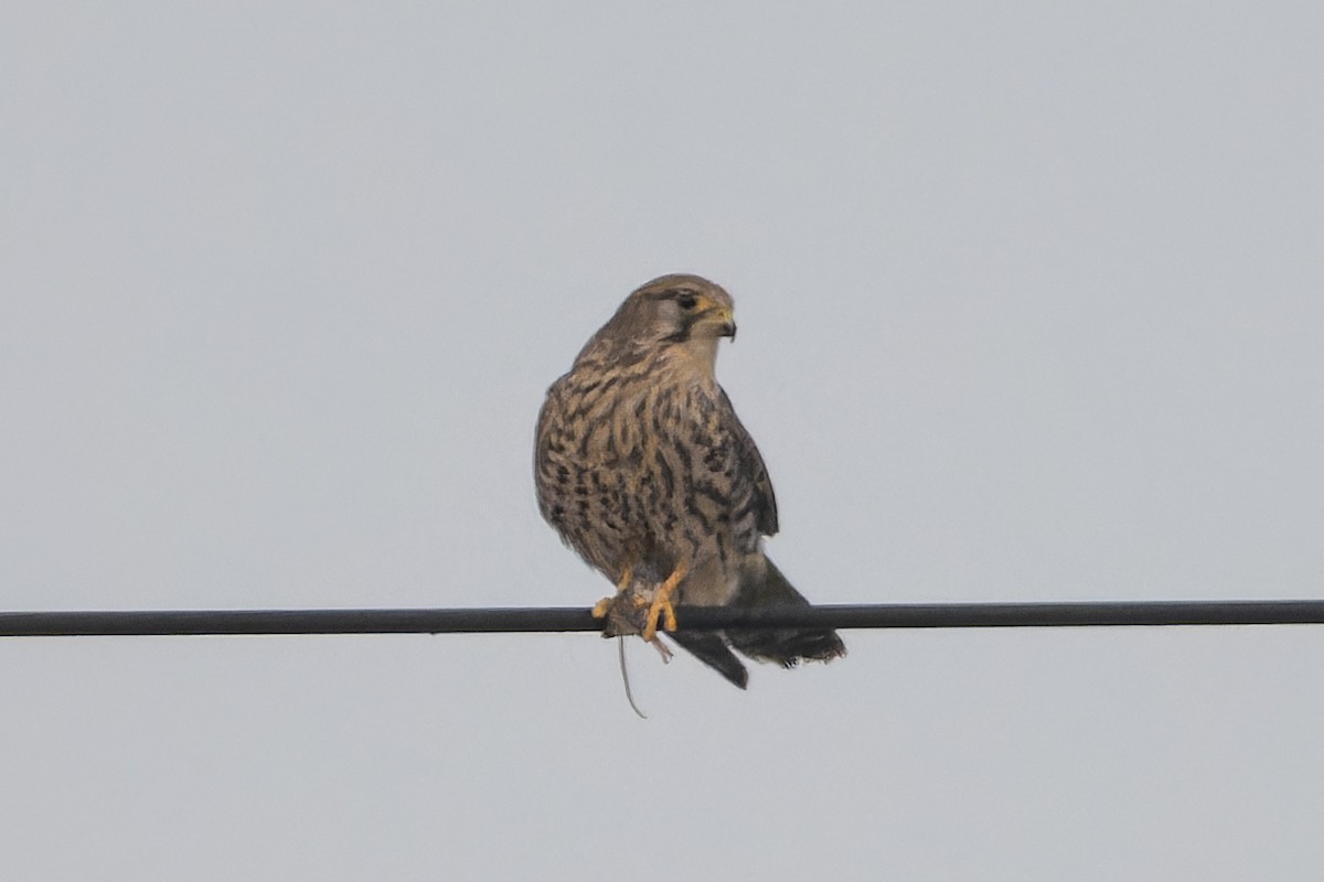 Kerkenez [tinnunculus grubu] - ML645445340