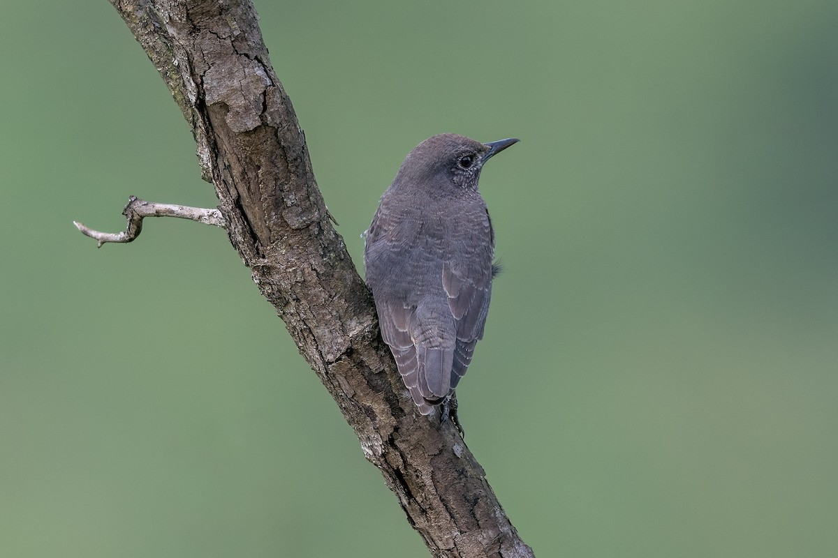 Gökardıç - ML645445341