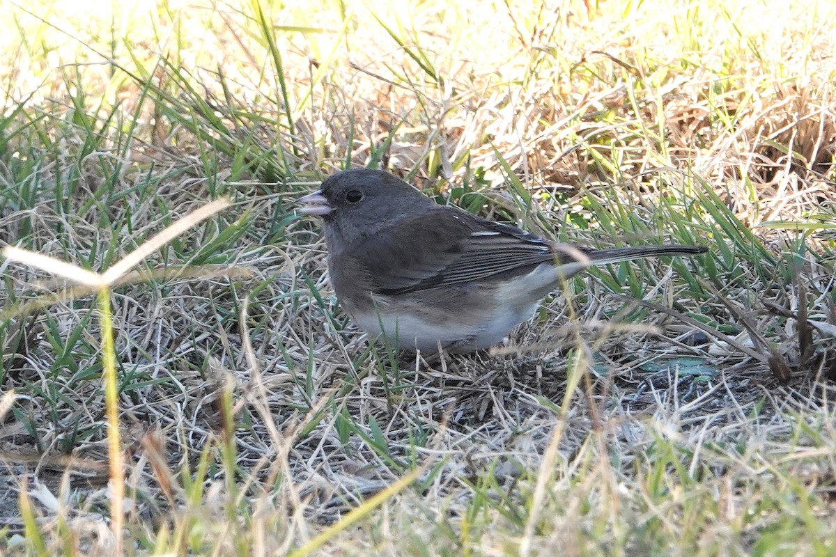 Kara Gözlü Junko - ML645445343