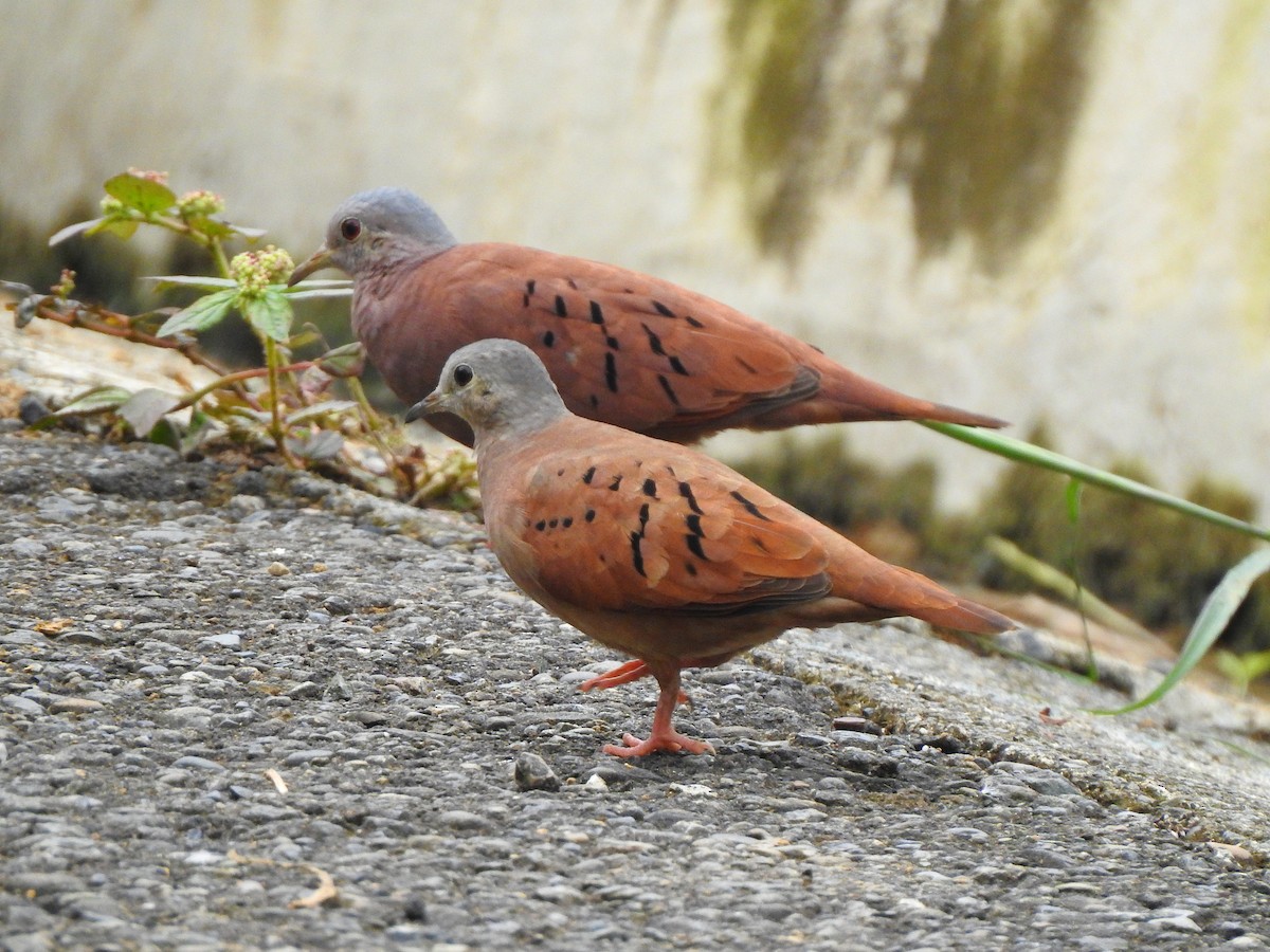 Kızıl Serçe Kumrusu - ML645445345