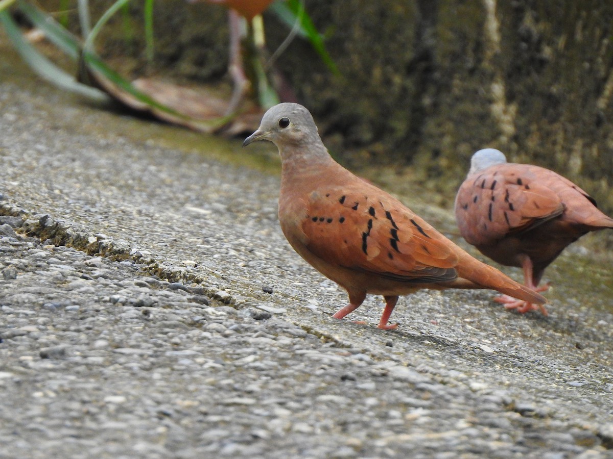 Kızıl Serçe Kumrusu - ML645445346