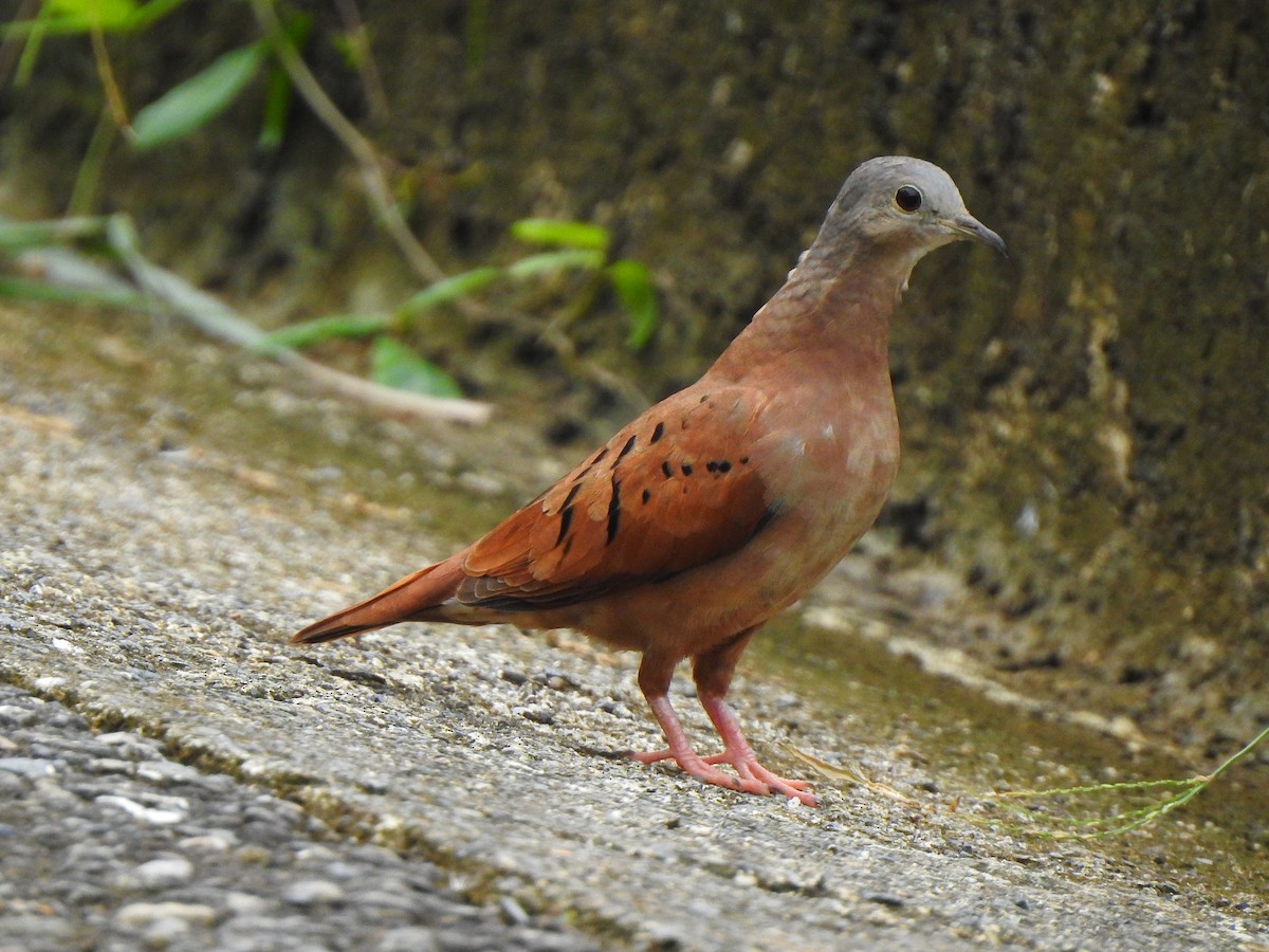 Kızıl Serçe Kumrusu - ML645445347