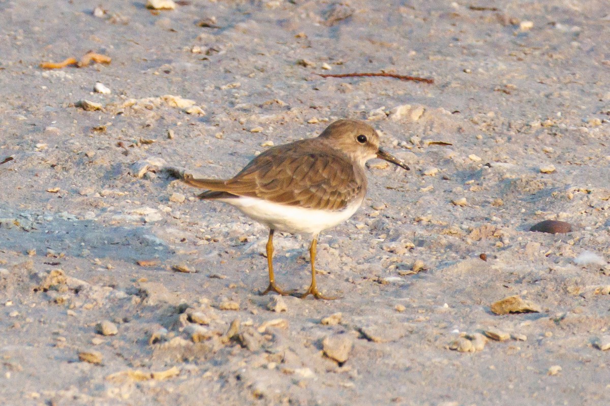 Sarı Bacaklı Kumkuşu - ML645445348