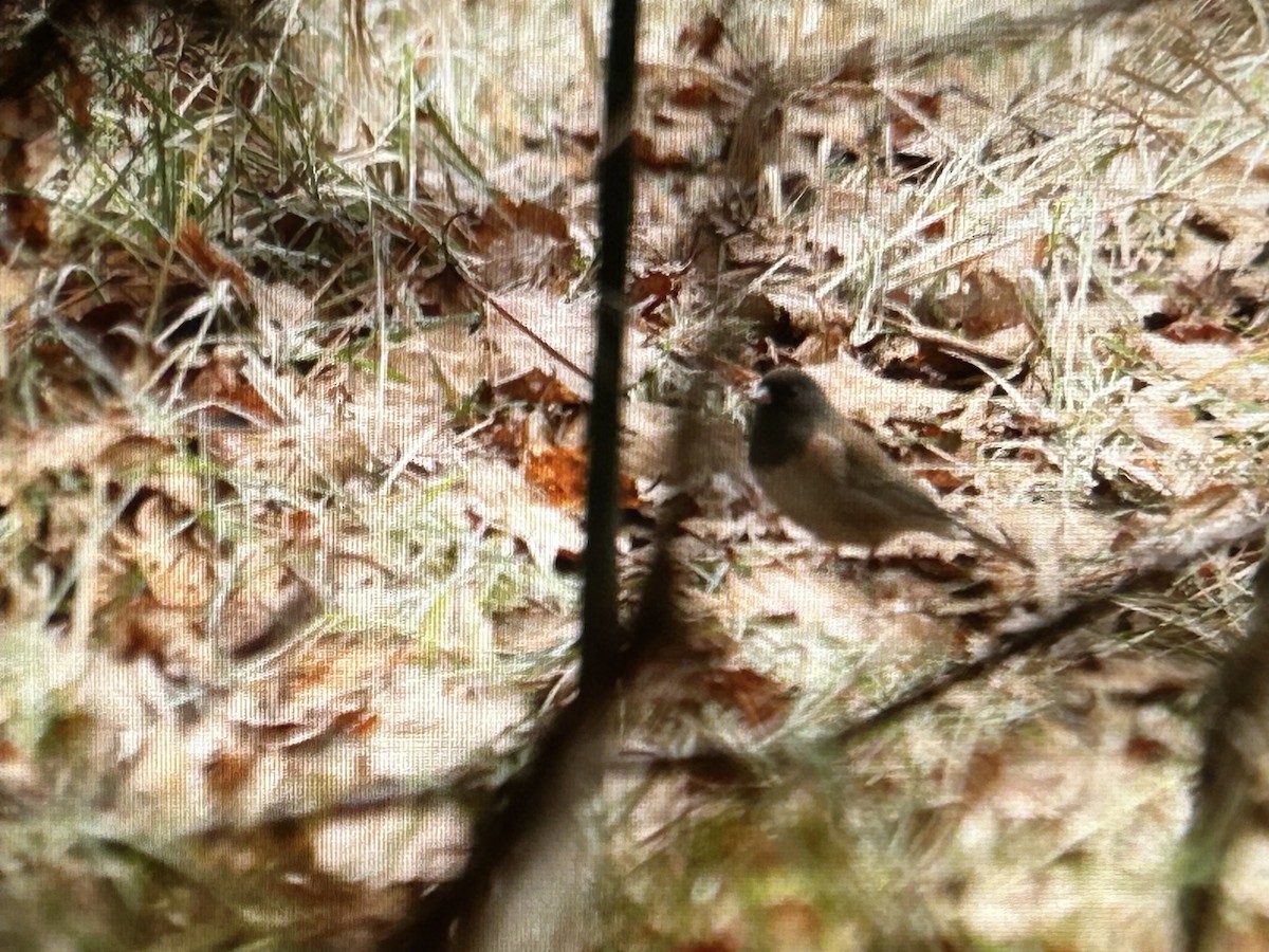 Kara Gözlü Junko - ML645445349